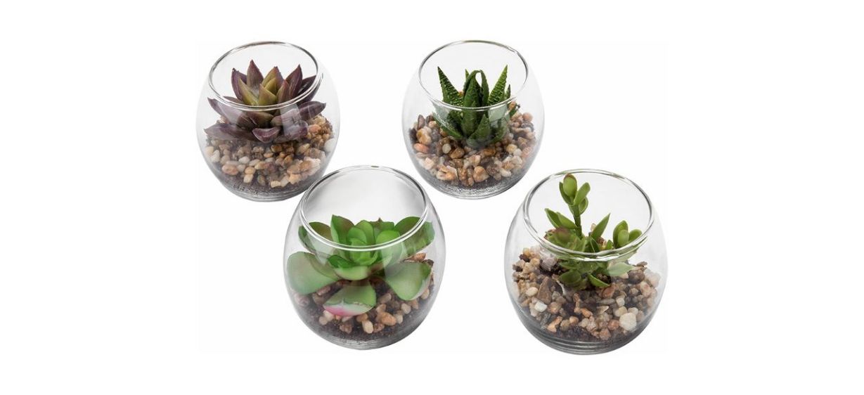 Set of 4 Succulent Plant Glass Display Vases