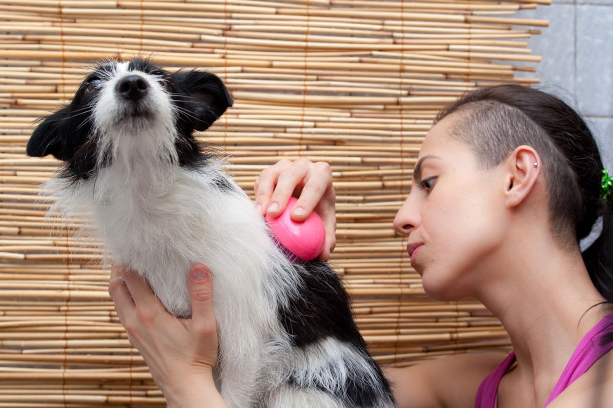 dog dematting combs