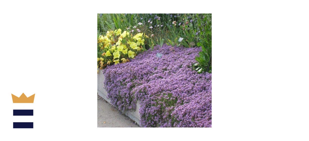 Utopia Seeds Creeping Thyme Ground Cover Seeds
