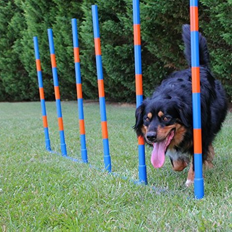 dog training poles